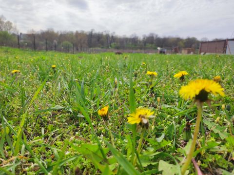 Eladó Telek 2253 Tápióság , kossuth lajos utca eleje