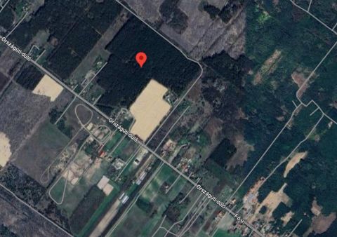 Eladó Telek 6045 Ladánybene 6 hektár fenyőerdő a Ladánybenei út mellett