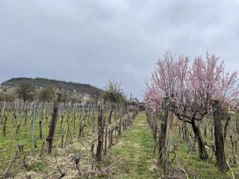 Eladó Ház 8481 Somlóvásárhely 