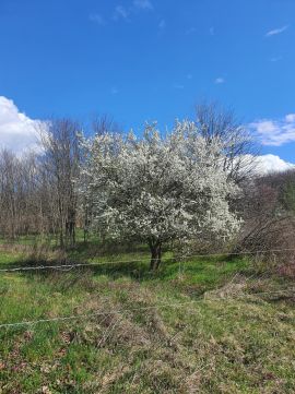 Eladó Telek 2162 Őrbottyán 