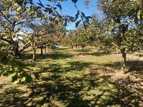 Eladó Telek 2072 Zsámbék , 2072 Zsámbék, központi