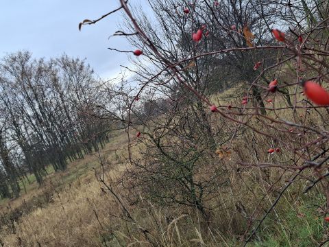 Eladó Telek 3000 Hatvan , Szúnyogos kertsor