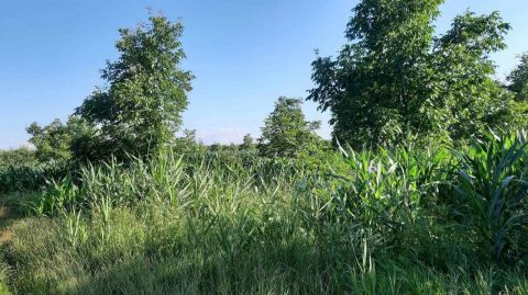 Eladó Telek 4755 Ököritófülpös 