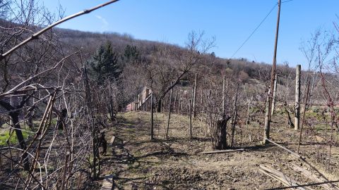 Eladó Telek 7831 Pellérd , Pellérdi szőlőhegy