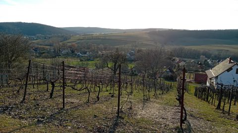 Eladó Telek 8618 Kereki , Kerekiben zártkerti, 839 nm-es telek,kordonos szőlővel eladó