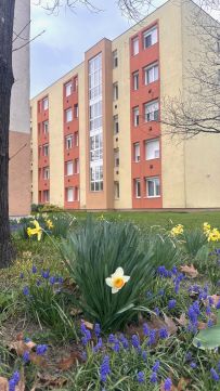 Eladó Lakás 9700 Szombathely , Schaeffler Aréna környékén