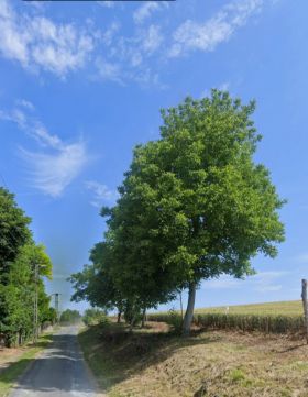 Eladó Telek 9811 Andrásfa 