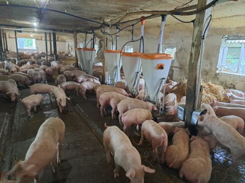 Eladó Mezőgazdasági 2881 Ászár 